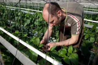 Bio : les surfaces mondiales ont stagné en 2024 